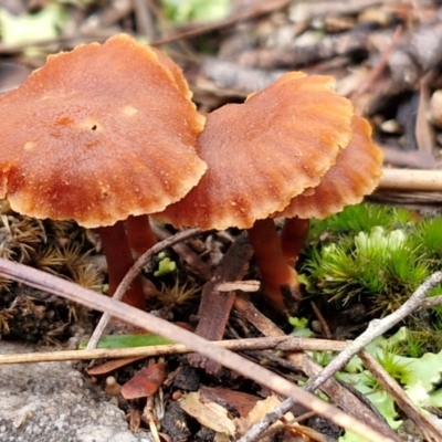 Laccaria sp. (Laccaria) at Gorman Road Bush Reserve, Goulburn - 3 Jun 2024 by trevorpreston