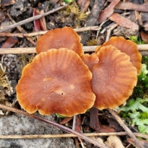 Laccaria sp. at Gorman Road Bush Reserve, Goulburn - 3 Jun 2024