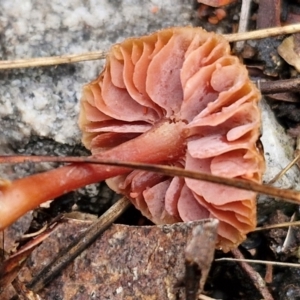 Laccaria sp. at Gorman Road Bush Reserve, Goulburn - 3 Jun 2024