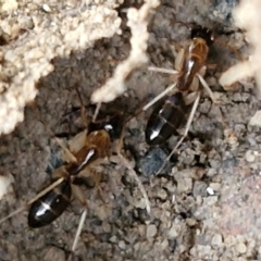 Camponotus claripes (Pale-legged sugar ant) at Gorman Road Bush Reserve, Goulburn - 3 Jun 2024 by trevorpreston