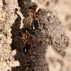 Camponotus claripes at Mount Gray Recreation Reserve, Goulburn - 3 Jun 2024