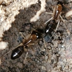 Camponotus claripes at Mount Gray Recreation Reserve, Goulburn - 3 Jun 2024 01:57 PM