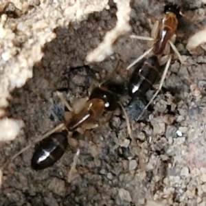 Camponotus claripes at Mount Gray Recreation Reserve, Goulburn - 3 Jun 2024