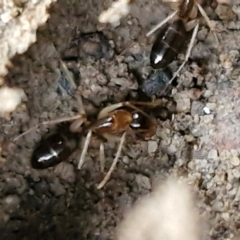 Camponotus claripes at Mount Gray Recreation Reserve, Goulburn - 3 Jun 2024