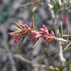 Lissanthe strigosa subsp. subulata (Peach Heath) at Bungonia, NSW - 30 Jul 2023 by RobG1