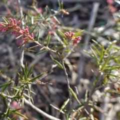 Lissanthe strigosa subsp. subulata at Bungonia National Park - 30 Jul 2023