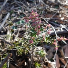 Lissanthe strigosa subsp. subulata at Bungonia National Park - 30 Jul 2023