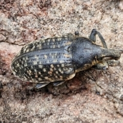 Cleogonini sp. (tribe) (Weevil) at Gorman Road Bush Reserve, Goulburn - 3 Jun 2024 by trevorpreston