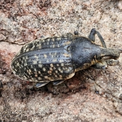 Larinus latus (Onopordum seed weevil) at Gorman Road Bush Reserve, Goulburn - 3 Jun 2024 by trevorpreston