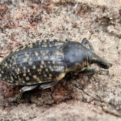 Larinus latus at Gorman Road Bush Reserve, Goulburn - 3 Jun 2024 01:55 PM