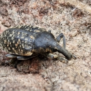 Larinus latus at Gorman Road Bush Reserve, Goulburn - 3 Jun 2024 01:55 PM