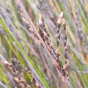 Lepidosperma urophorum at Gorman Road Bush Reserve, Goulburn - 3 Jun 2024