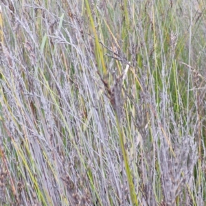 Lepidosperma urophorum at Gorman Road Bush Reserve, Goulburn - 3 Jun 2024