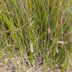 Lepidosperma urophorum at Gorman Road Bush Reserve, Goulburn - 3 Jun 2024 01:54 PM