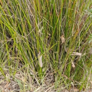 Lepidosperma urophorum at Gorman Road Bush Reserve, Goulburn - 3 Jun 2024