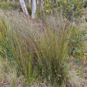 Lepidosperma urophorum at Gorman Road Bush Reserve, Goulburn - 3 Jun 2024