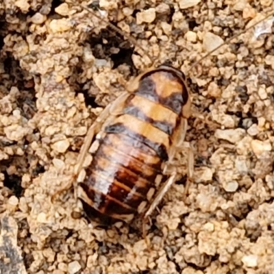 Calolampra sp. (genus) at Goulburn, NSW - 3 Jun 2024 by trevorpreston