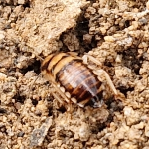 Robshelfordia sp. (genus) at Mount Gray Recreation Reserve, Goulburn - 3 Jun 2024