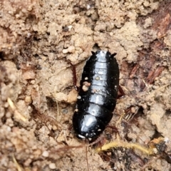 Platyzosteria melanaria (Common Eastern Litter Runner) at Goulburn, NSW - 3 Jun 2024 by trevorpreston