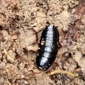 Platyzosteria melanaria at Mount Gray Recreation Reserve, Goulburn - 3 Jun 2024