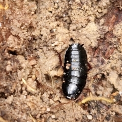 Platyzosteria melanaria at Mount Gray Recreation Reserve, Goulburn - 3 Jun 2024 01:51 PM