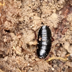 Platyzosteria melanaria at Mount Gray Recreation Reserve, Goulburn - 3 Jun 2024