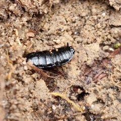 Platyzosteria melanaria at Mount Gray Recreation Reserve, Goulburn - 3 Jun 2024 01:51 PM