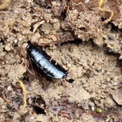 Platyzosteria melanaria at Mount Gray Recreation Reserve, Goulburn - 3 Jun 2024