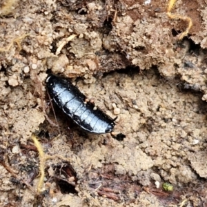 Platyzosteria melanaria at Mount Gray Recreation Reserve, Goulburn - 3 Jun 2024 01:51 PM