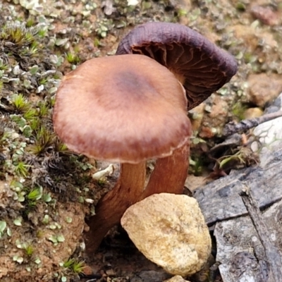 Unidentified Cap on a stem; gills below cap [mushrooms or mushroom-like] at Goulburn, NSW - 3 Jun 2024 by trevorpreston