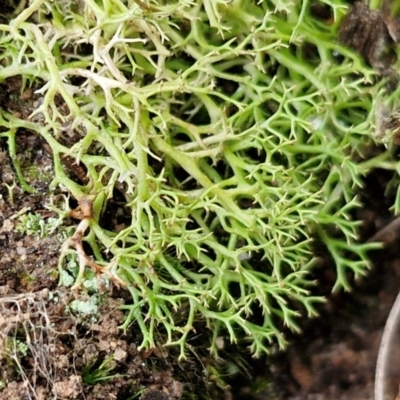 Cladia aggregata (A lichen) at Gorman Road Bush Reserve, Goulburn - 3 Jun 2024 by trevorpreston