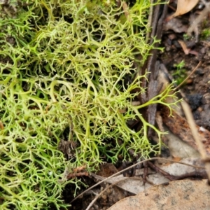 Cladia aggregata at Gorman Road Bush Reserve, Goulburn - 3 Jun 2024