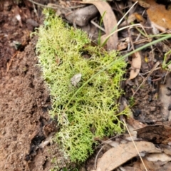 Cladia aggregata at Gorman Road Bush Reserve, Goulburn - 3 Jun 2024