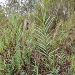 Stypandra glauca (Nodding Blue Lily) at Gorman Road Bush Reserve, Goulburn - 3 Jun 2024 by trevorpreston