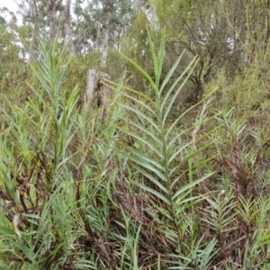 Stypandra glauca at Mount Gray Recreation Reserve, Goulburn - 3 Jun 2024