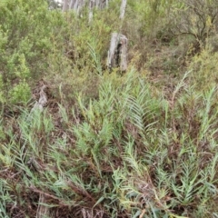 Stypandra glauca at Mount Gray Recreation Reserve, Goulburn - 3 Jun 2024