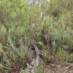 Stypandra glauca at Mount Gray Recreation Reserve, Goulburn - 3 Jun 2024