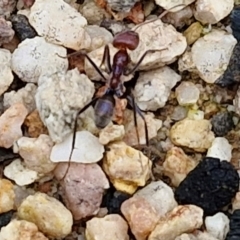 Iridomyrmex purpureus (Meat Ant) at Gorman Road Bush Reserve, Goulburn - 3 Jun 2024 by trevorpreston