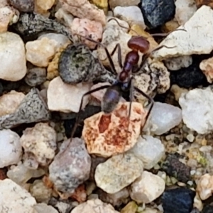 Iridomyrmex purpureus at Gorman Road Bush Reserve, Goulburn - 3 Jun 2024