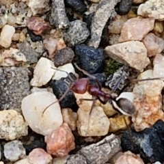 Iridomyrmex purpureus at Gorman Road Bush Reserve, Goulburn - 3 Jun 2024