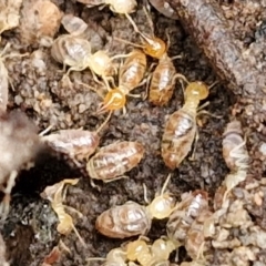 Nasutitermes sp. (genus) (Snouted termite, Gluegun termite) at Gorman Road Bush Reserve, Goulburn - 3 Jun 2024 by trevorpreston