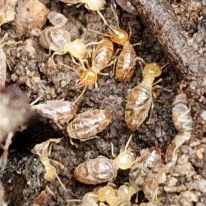 Nasutitermes sp. (genus) (Snouted termite, Gluegun termite) at Gorman Road Bush Reserve, Goulburn by trevorpreston