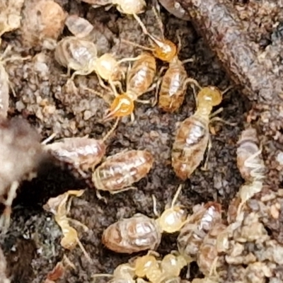 Nasutitermes sp. (genus) (Snouted termite, Gluegun termite) at Governers Hill Recreation Reserve - 3 Jun 2024 by trevorpreston