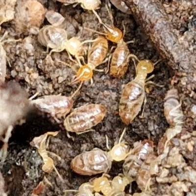 Nasutitermes (genus) (Snouted termite, Gluegun termite) at Governers Hill Recreation Reserve - 3 Jun 2024 by trevorpreston