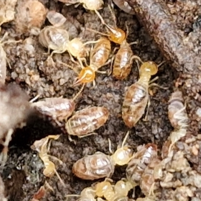 Nasutitermes sp. (genus) (Snouted termite, Gluegun termite) at Gorman Road Bush Reserve, Goulburn - 3 Jun 2024 by trevorpreston