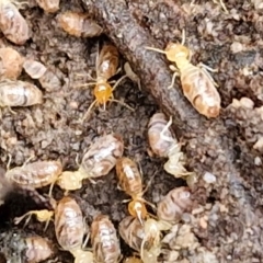 Nasutitermes sp. (genus) at Mount Gray Recreation Reserve, Goulburn - suppressed