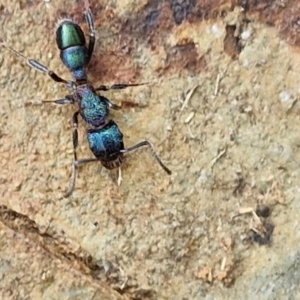 Rhytidoponera metallica (Greenhead ant) at Governers Hill Recreation Reserve by trevorpreston