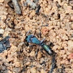 Rhytidoponera metallica at Mount Gray Recreation Reserve, Goulburn - 3 Jun 2024 01:38 PM