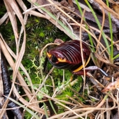 Platyzosteria similis (Red-legged litter runner) at Gorman Road Bush Reserve, Goulburn - 3 Jun 2024 by trevorpreston