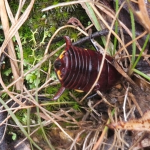 Platyzosteria similis at Mount Gray Recreation Reserve, Goulburn - 3 Jun 2024